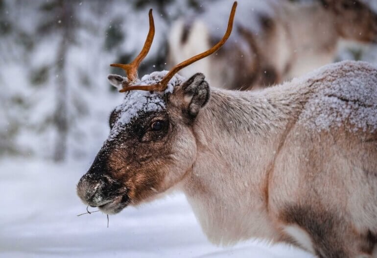 A wild reindeer in the snow