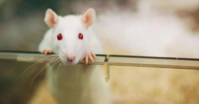 A rat used in animal testing looking at the camera