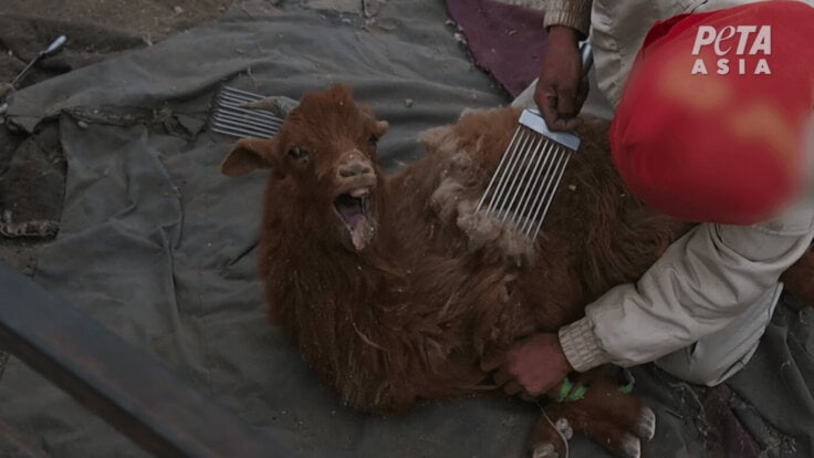 A cashmere goat being pinned down by a worker