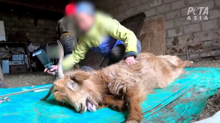 A goat having their hair torn from them, a still from a cashmere investigation