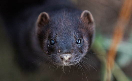 A mink staring at the camera