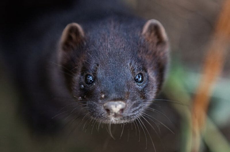 A mink staring at the camera