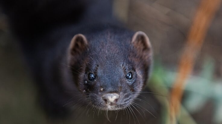 A mink staring at the camera
