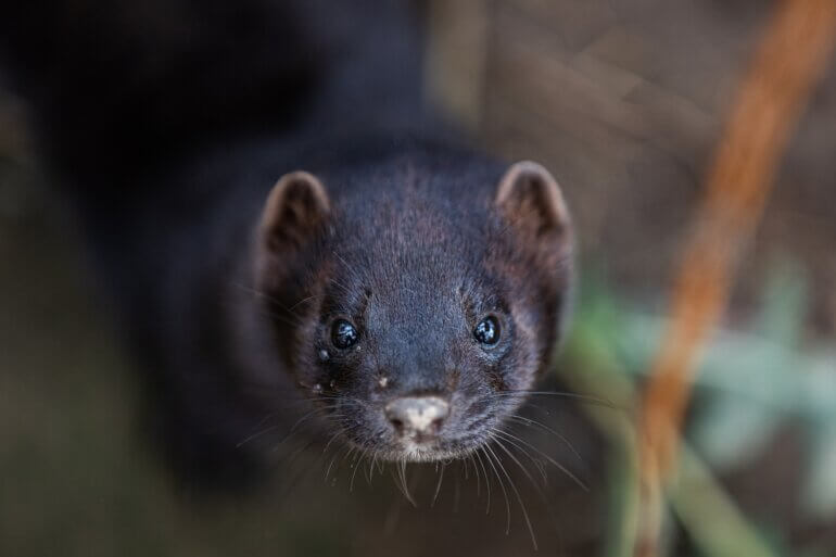 A mink staring at the camera