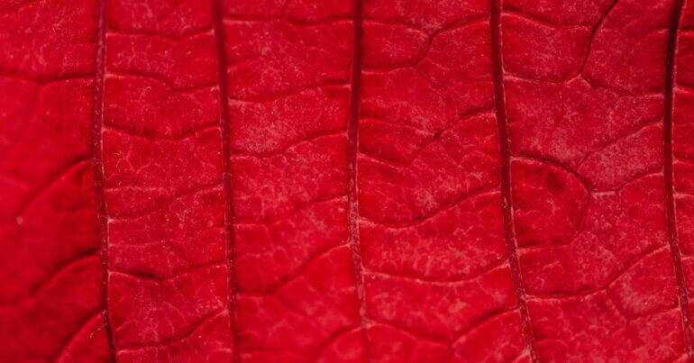 A close-up of a red leather-like leaf