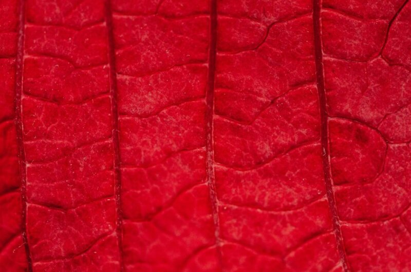 A close-up of a red leather-like leaf