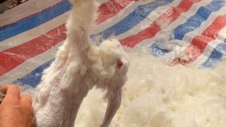 A rabbit on an angora farm having their fur pulled out