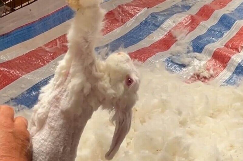 A rabbit on an angora farm having their fur pulled out