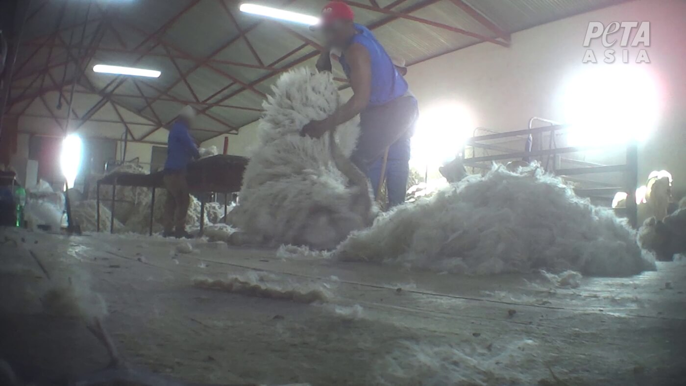 A worker handling a goat roughly at a mohair farm