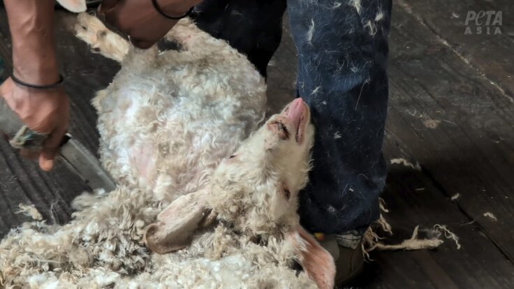 A goat being roughly shorn in the mohair industry