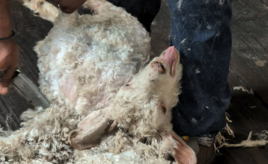 A goat being roughly shorn in the mohair industry