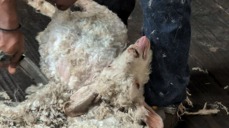 A goat being roughly shorn in the mohair industry