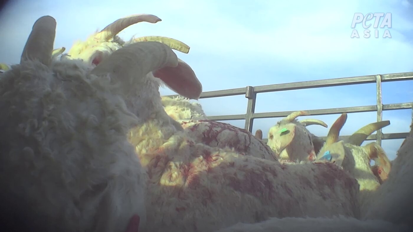 Bleeding goats after being shorn on a mohair farm