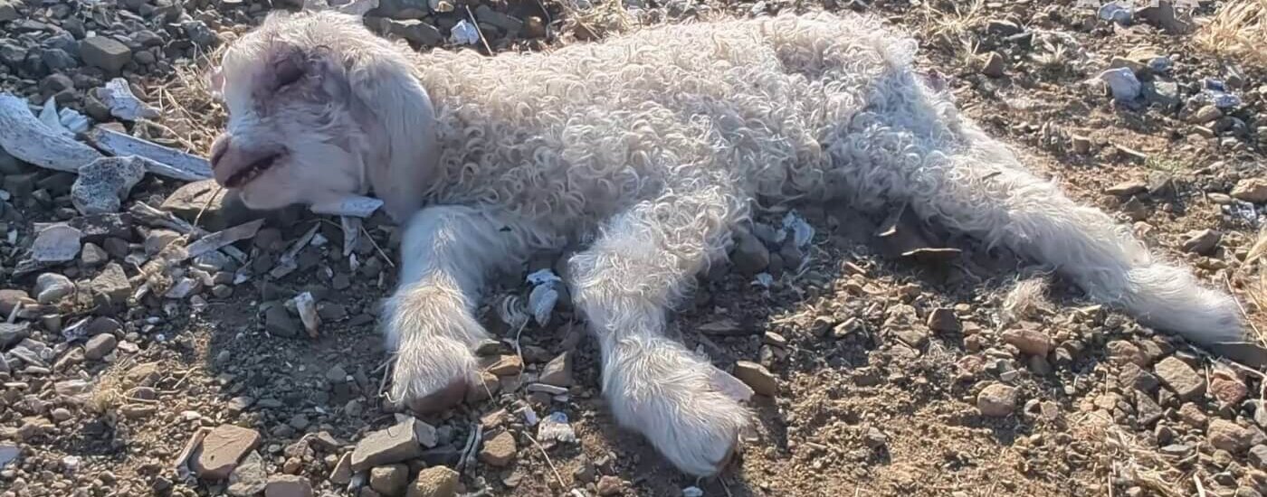 A dead goat on a mohair farm
