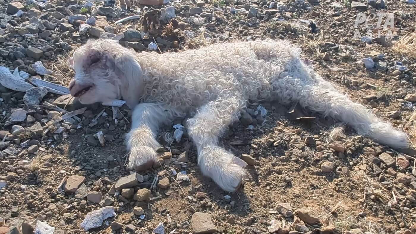 A dead goat on a mohair farm