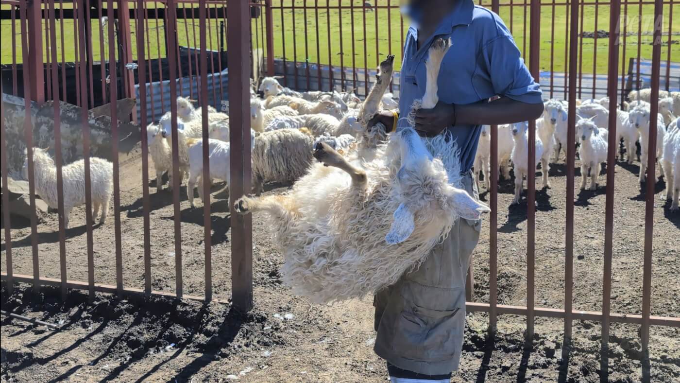 A goat being roughly handled on a mohair farm