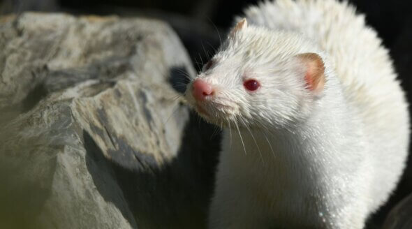 New York Fashion Week Has Officially Banned Fur