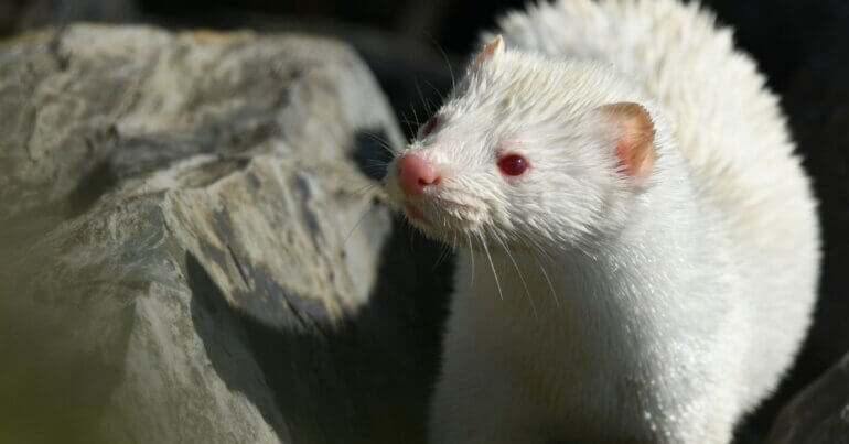 A white mink next to a rock