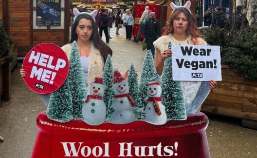 PETA supporters dressed as bloodied sheep at Oxford Christmas market