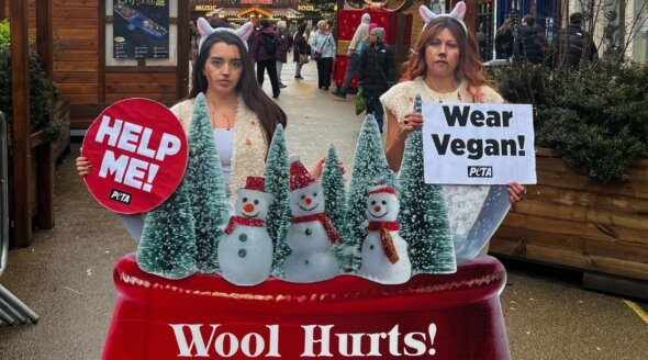 ‘Bloodied Sheep’ Urge Christmas Shoppers to Ditch Wool