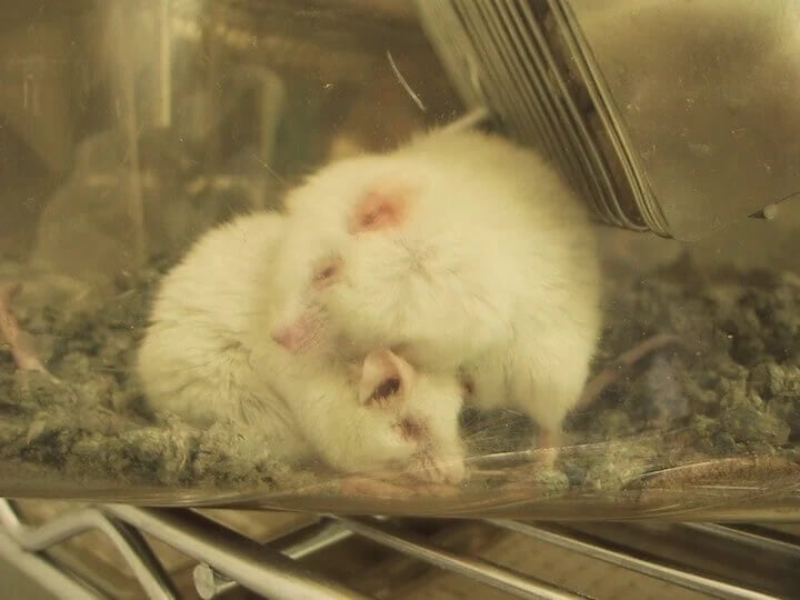 Two mice snuggling each other while in a cage in a lab