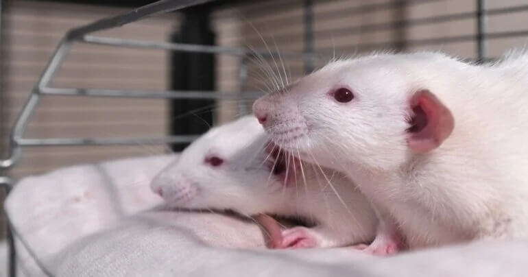 Two rats used in experiments in a laboratory