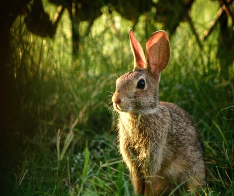 A rabbit in a green field