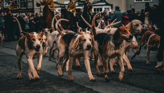 Fox hunters on horses and with hounds on a street