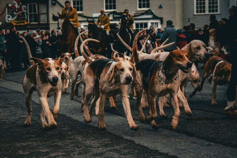 Fox hunters on horses and with hounds on a street