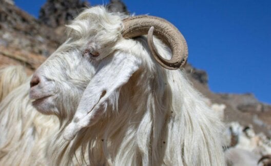 A side profile of a cashmere goat in front of a blue sky