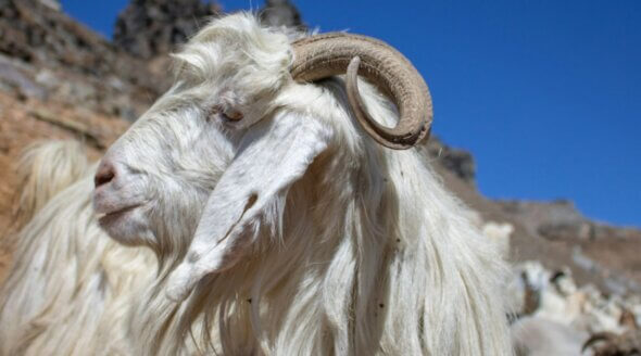 What is Cashmere? Origins, Cruelty, and What to Wear Instead