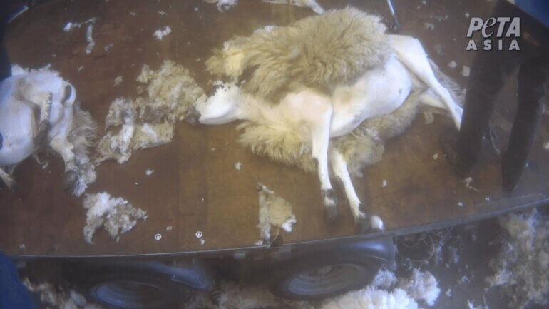 A sheep lying on the floor after being shorn