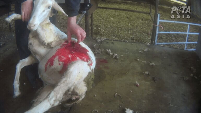 A sheep bleeding after being shorn