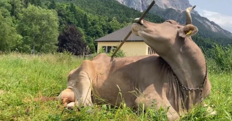 A cow named Veronika scratching her back