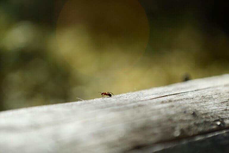An ant crawling along a log