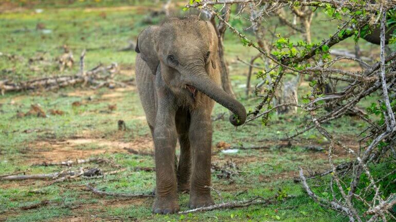 A young elephant, who are known to use tools, near some branches