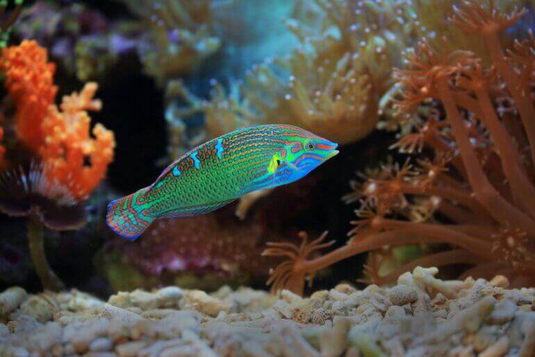 A colourful wrasse fish, an example of an animal who uses tools