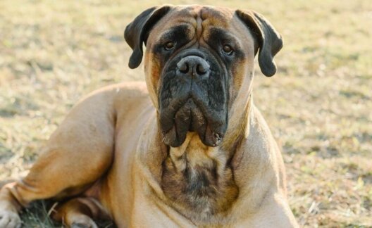 A bullmastiff dog looking into the camera