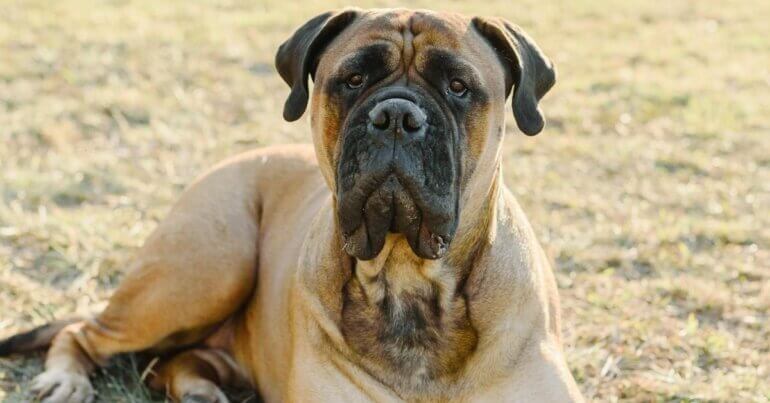 A bullmastiff dog looking into the camera