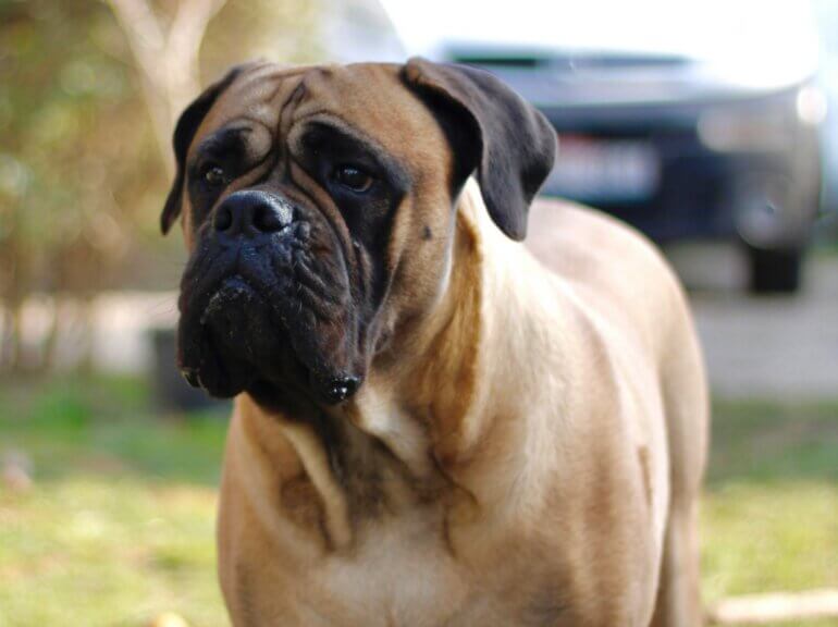 A bullmastiff dog in a garden
