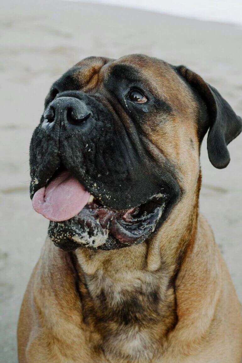 A bullmastiff dog on a beach