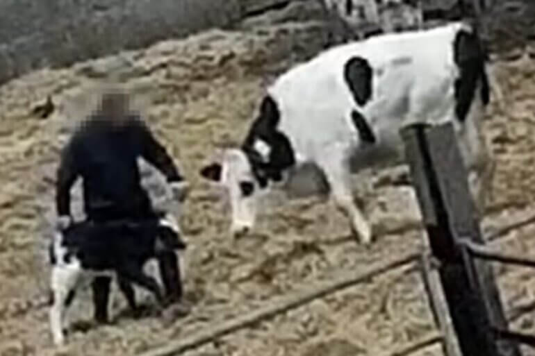 A cow looking at her newborn calf being handled by a worker on a farm