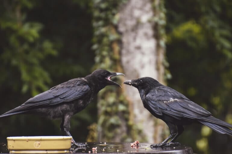 Two crows, animals known to use tools, eating food