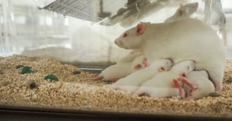 A mother rat in a laboratory breastfeeding her babies