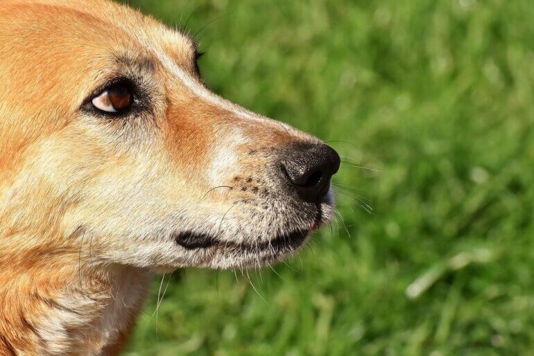 A close-up of the side profile a dog standing in some grass