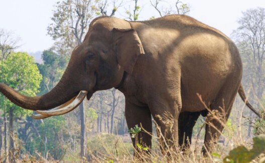 A happy elephant in a forest
