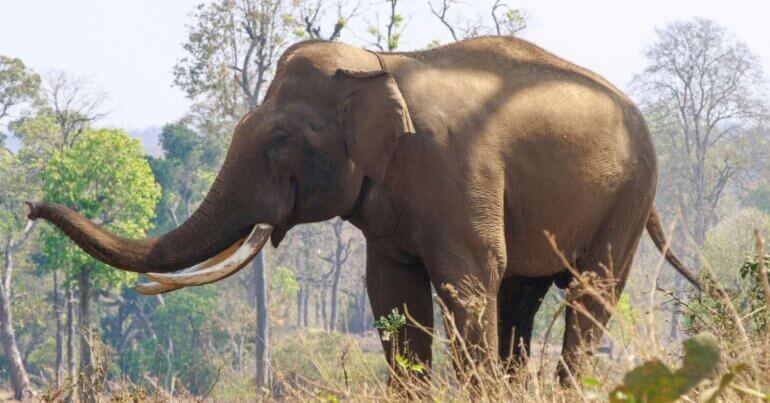 A happy elephant in a forest