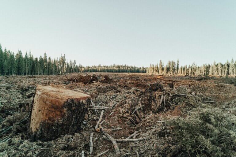 A forest being deforested