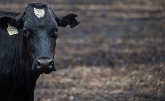 A black cow looking at the camera