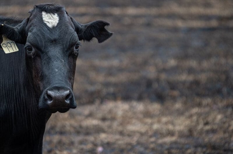 A black cow looking at the camera